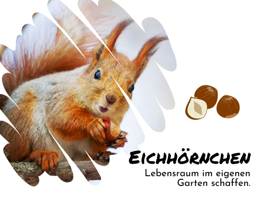 Eichhörnchen im eigenen Garten
