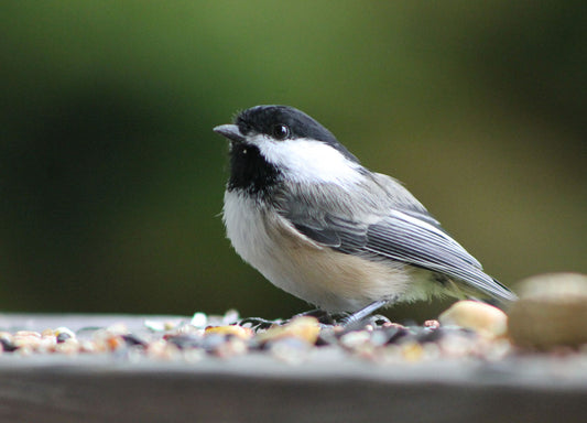 Ganzjährige Vogelfütterung