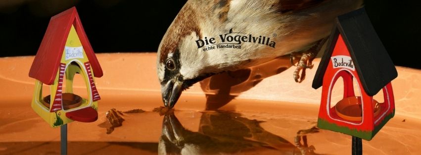 Abkühlung für unsere gefiederten Freunde – warum Wasserstellen im Sommer so wichtig sind