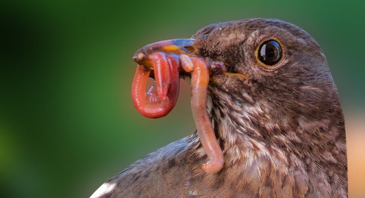 Nachwuchs, Brutzeit einheimischer Vögel