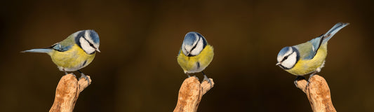Vogel der Woche - Blaumeise