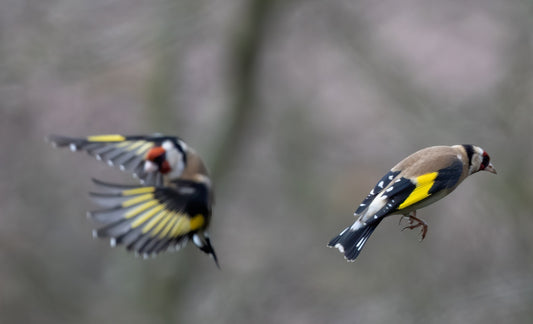 Vogel der Woche - Stieglitz