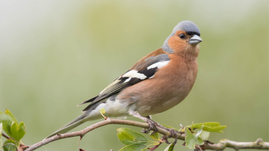 Der Vogel der Woche KW47 - Der Buchfink