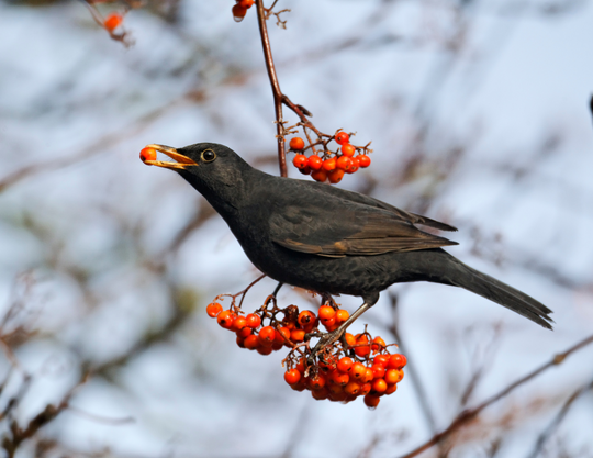 Der Vogel der Woche KW46 - Die Amsel