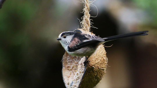 DIY Vogelfutter