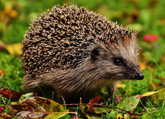 Igel, Vorbereitung auf den Winterschlaf