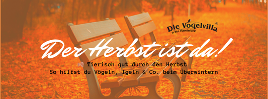 🍂 Tierisch gut durch den Herbst – So hilfst du Vögeln, Igeln & Co. beim Überwintern