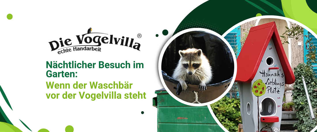 Nächtlicher Besuch im Garten: Wenn der Waschbär vor der Vogelvilla steht