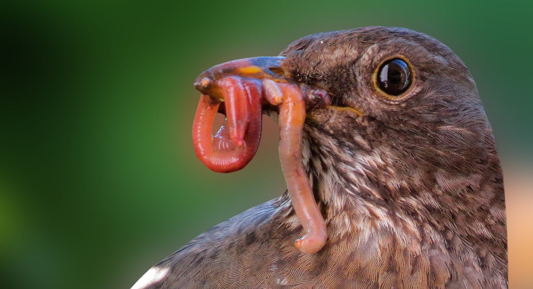 Nachwuchs, Brutzeit einheimischer Vögel