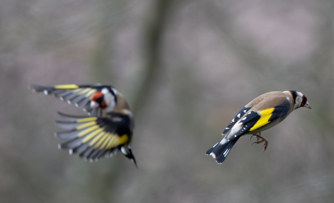 Vogel der Woche - Stieglitz