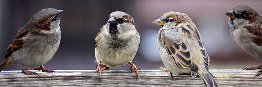 Vogel der Woche - Spatz