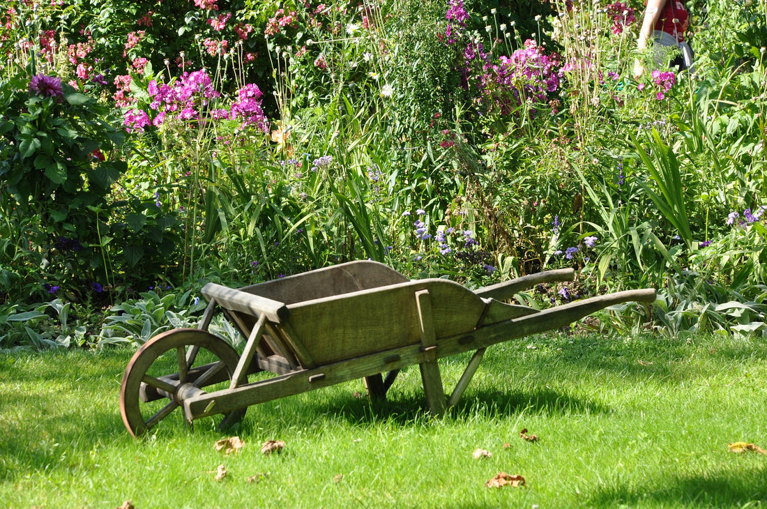 Vögel in unserem Garten ...